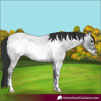 Horse Color:Blue Ice Roan Frame 