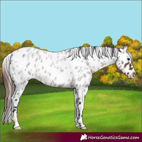 Horse Color:Brown Ice Roan Appaloosa 
