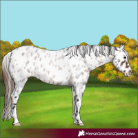 Horse Color:Brown Ice Roan Appaloosa 