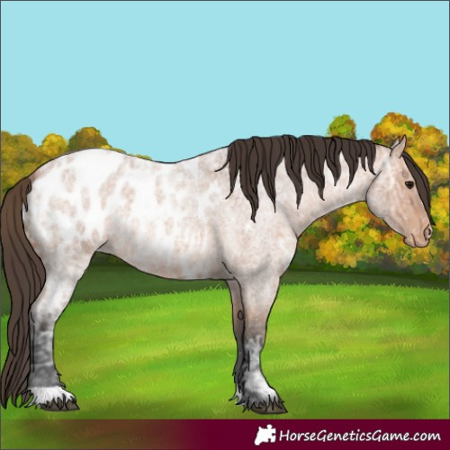 Horse Color:Bay Ice Roan Appaloosa 