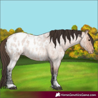 Horse Color:Bay Ice Roan Appaloosa 