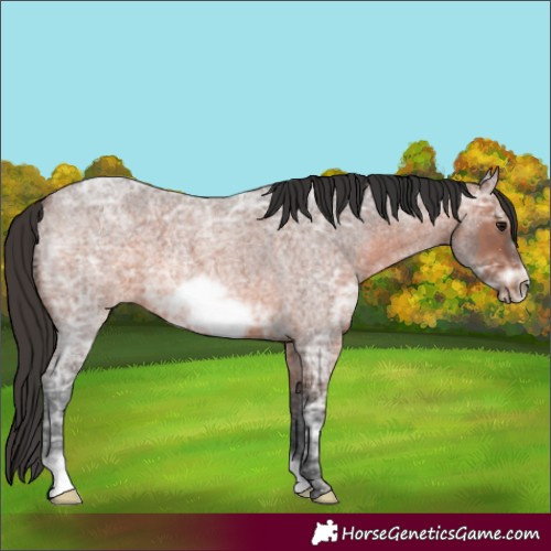 Horse Color:Brown Ice Roan Frame 