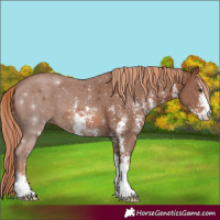 Horse Color:Chestnut Sabino