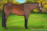 Horse Color:Bay Appaloosa