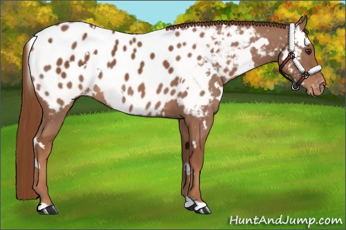 Horse Color:White Spotted Chestnut Appaloosa 