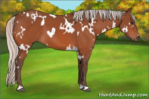 Horse Color:White Spotted Silver Bay 