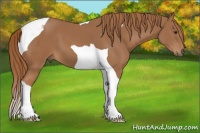 Horse Color:Chestnut Tobiano 