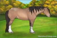 Horse Color:Sable Champagne Tobiano 