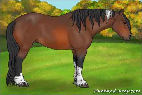 Horse Color:Bay Tobiano 