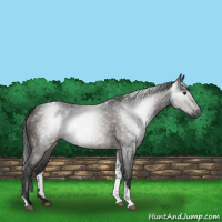 Horse Color:Gray Brown Tobiano 
