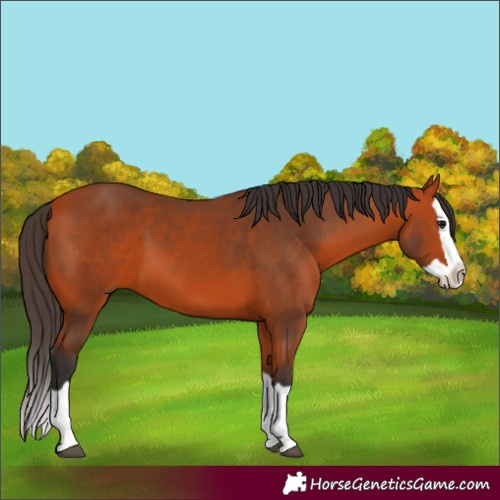 Horse Color:Bay Splash 
