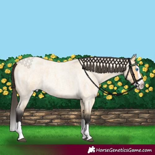 Horse Color:Buckskin Roan Splash 