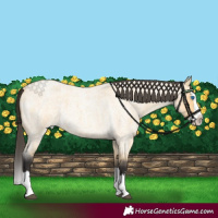 Horse Color:Buckskin Roan Splash 