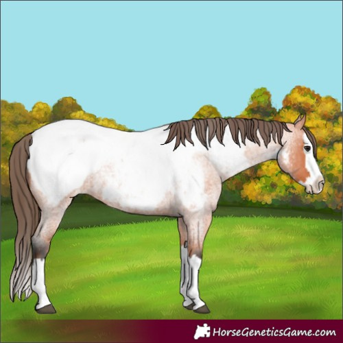 Horse Color:Bay Roan Splash Appaloosa 