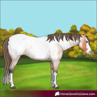 Horse Color:Bay Roan Splash Appaloosa 