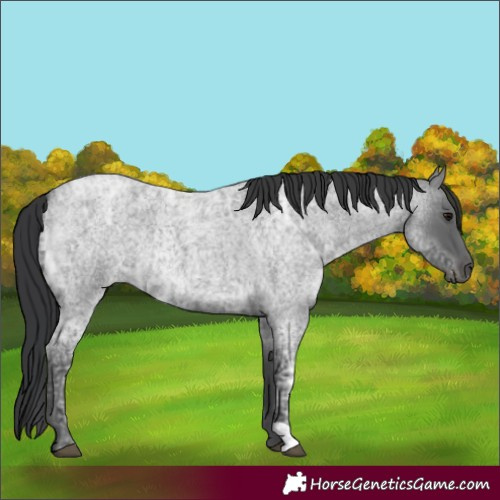 Horse Color:Blue Ice Roan 