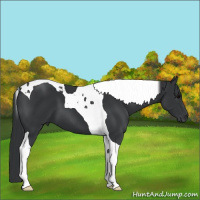 Horse Color:Black Tobiano