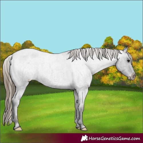 Horse Color:Smoky Blue Roan Appaloosa 