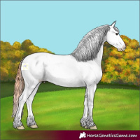 Horse Color:Grullo Splash Appaloosa Rabicano 