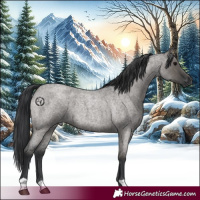 Horse Color:Grullo Roan 