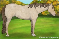Horse Color:Classic Cream Champagne Roan