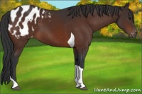 Horse Color:Brown Tobiano Appaloosa