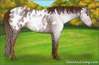 Horse Color:Gray Chestnut Appaloosa Rabicano 