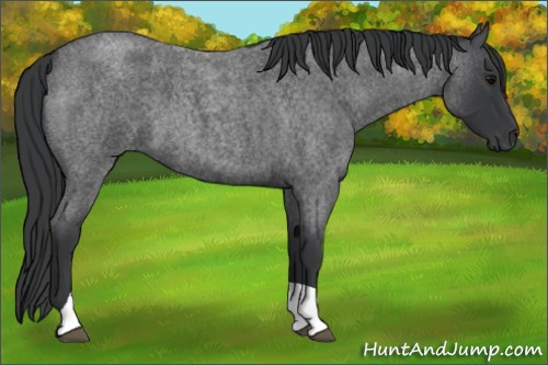 Horse Color:Blue Roan Tobiano 
