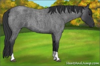 Horse Color:Blue Roan Tobiano 