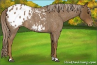 Horse Color:Chocolate Palomino Roan Appaloosa 