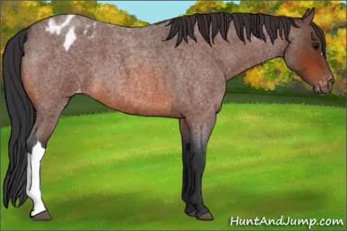 Horse Color:Bay Roan Appaloosa 