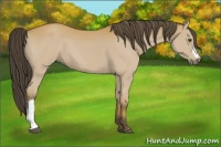 Horse Color:Buckskin 