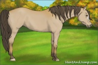 Horse Color:Buckskin 
