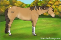 Horse Color:Buckskin Tobiano 
