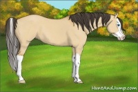 Horse Color:Buckskin Dun Splash 