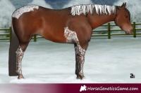Horse Color:Liver Chestnut Tobiano 