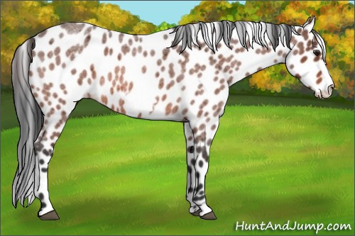 Horse Color:Brown Roan Frame Appaloosa 