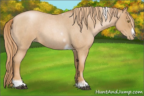 Horse Color:Red Roan Pearl Tobiano Frame 