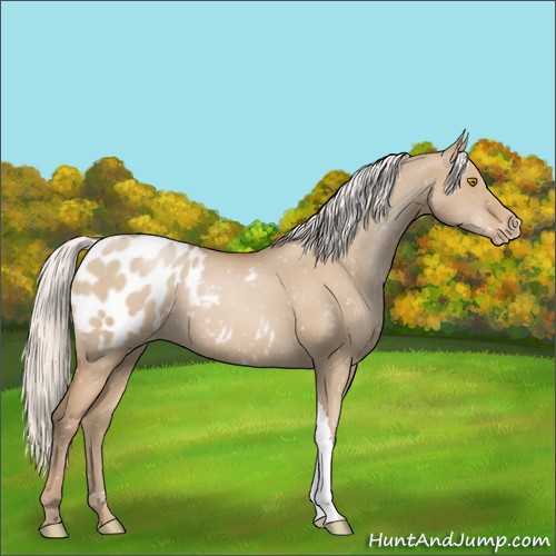 Horse Color:Silver Grullo Pearl Appaloosa 
