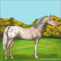 Horse Color:Silver Grullo Pearl Appaloosa 