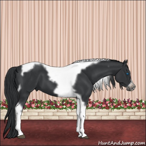 Horse Color:Black Tobiano Frame