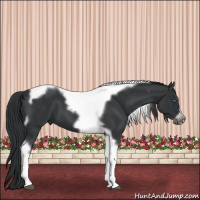 Horse Color:Black Tobiano Frame 