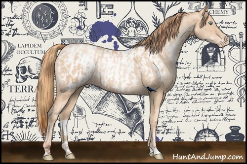 Horse Color:Sable Champagne Pearl Rabicano  and Gold Champagne Pearl Blanket Rabicano 