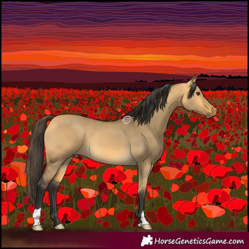 Horse Color:Buckskin Dun 