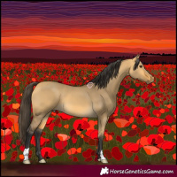 Horse Color:Buckskin Dun 