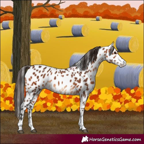 Horse Color:Bay Tobiano Leopard 