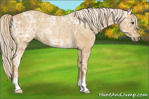 Horse Color:Palomino Ice Rabicano 
