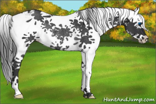 Horse Color:Black Sabino Splash Rabicano 