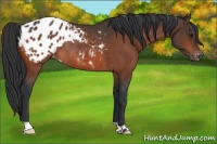 Horse Color:Bay Appaloosa Rabicano 