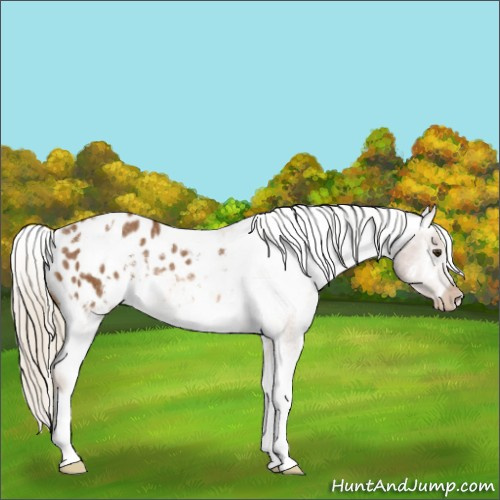 Horse Color:White Spotted Chocolate Palomino Appaloosa Rabicano 